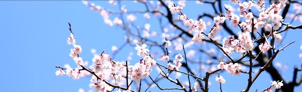 4月の見どころは桜