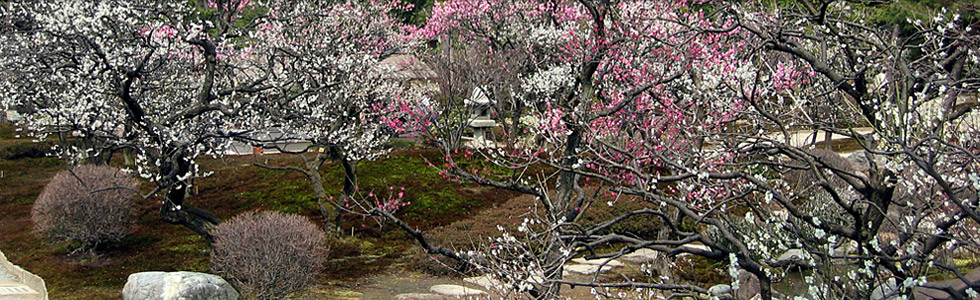 3月の見どころ 兼六園めぐり